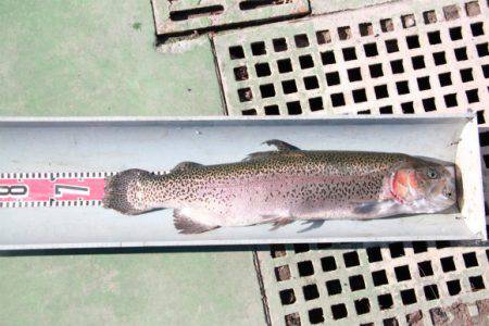 としまえんフィッシングエリア 釣果