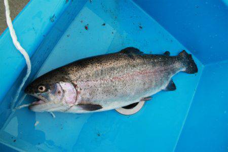 としまえんフィッシングエリア 釣果