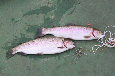 としまえんフィッシングエリア 釣果