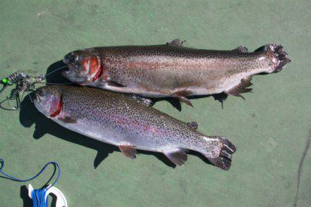 としまえんフィッシングエリア 釣果