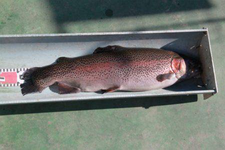 としまえんフィッシングエリア 釣果