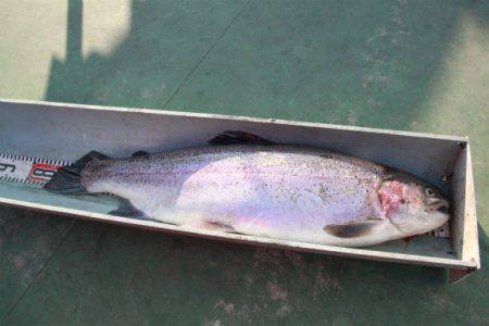 としまえんフィッシングエリア 釣果