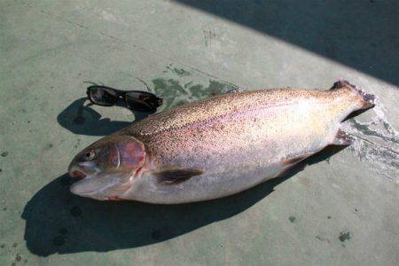 としまえんフィッシングエリア 釣果