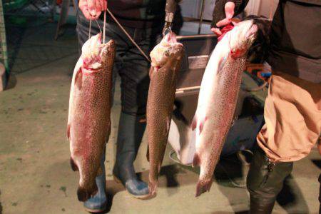 としまえんフィッシングエリア 釣果