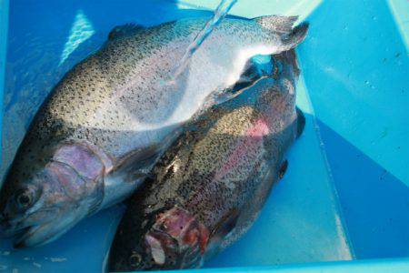 としまえんフィッシングエリア 釣果