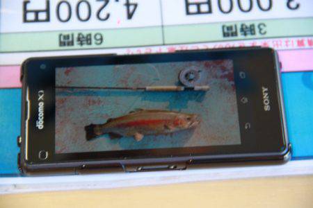 としまえんフィッシングエリア 釣果