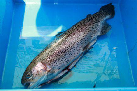 としまえんフィッシングエリア 釣果