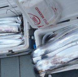 フィッシング キッタカ 釣果