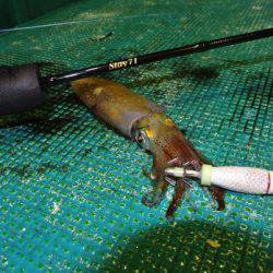 South Current 釣果