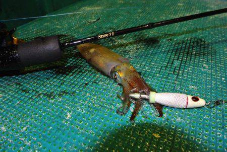 South Current 釣果