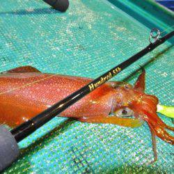 South Current 釣果