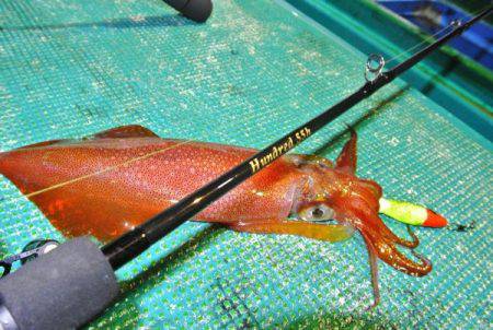 South Current 釣果