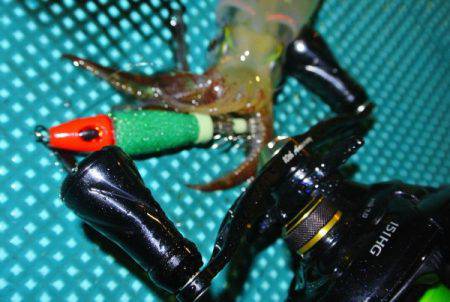 South Current 釣果