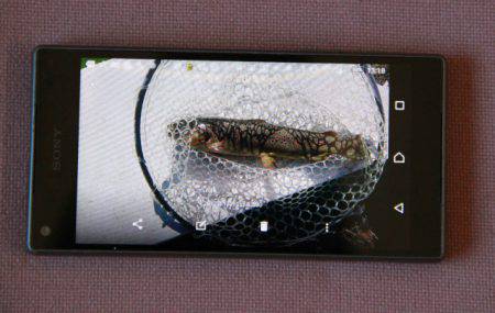 としまえんフィッシングエリア 釣果