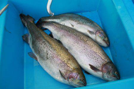 としまえんフィッシングエリア 釣果