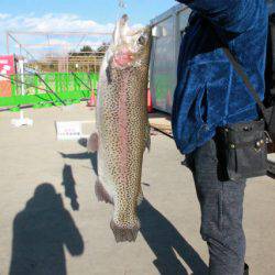 としまえんフィッシングエリア 釣果