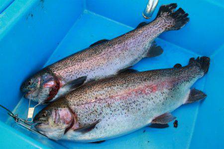 としまえんフィッシングエリア 釣果