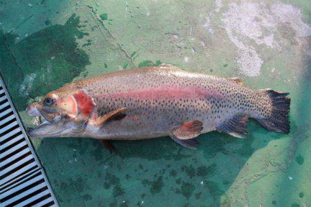 としまえんフィッシングエリア 釣果