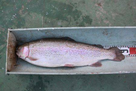 としまえんフィッシングエリア 釣果