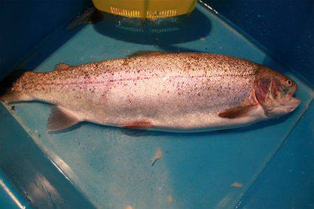 としまえんフィッシングエリア 釣果