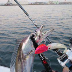 Chase(チェイス) 釣果