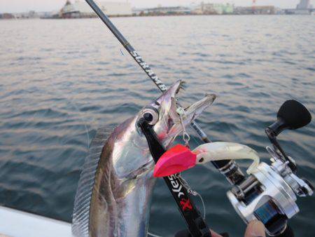 Chase(チェイス) 釣果