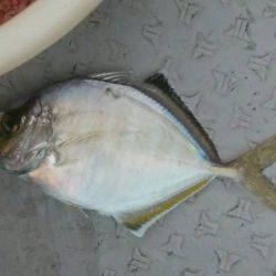 海季丸（みきまる） 釣果