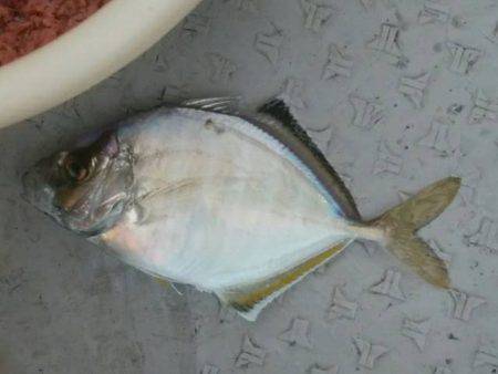 海季丸（みきまる） 釣果