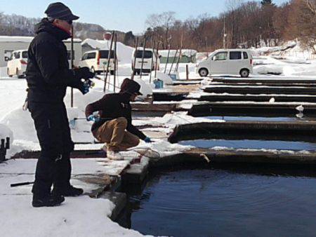 つりぼりあかし 釣果