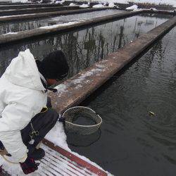 つりぼりあかし 釣果