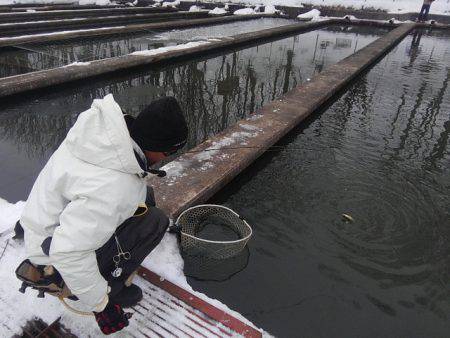 つりぼりあかし 釣果