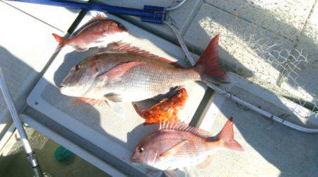 THESEAMAN(ザシーマン) 釣果