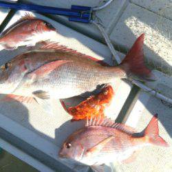 ＴＨＥＳＥＡＭＡＮ（ザシーマン） 釣果