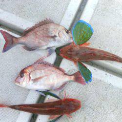 THESEAMAN(ザシーマン) 釣果