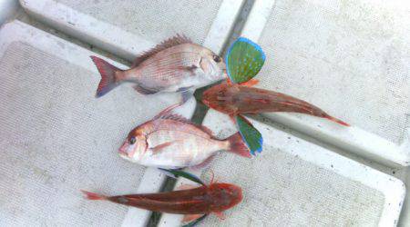 THESEAMAN(ザシーマン) 釣果