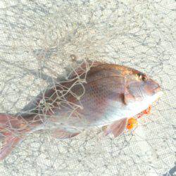 THESEAMAN(ザシーマン) 釣果