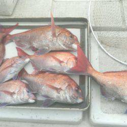 THESEAMAN(ザシーマン) 釣果