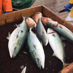 海の釣堀 海恵 釣果