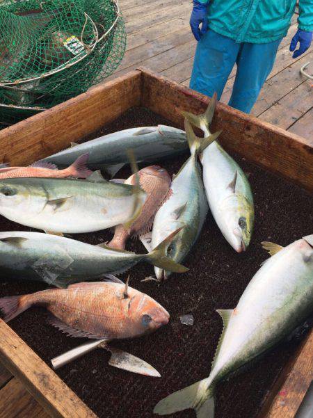海の釣堀 海恵 釣果