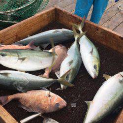 海の釣堀 海恵 釣果