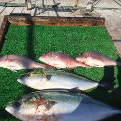 海の釣堀 海恵 釣果