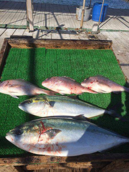 海の釣堀 海恵 釣果