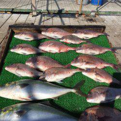 海の釣堀 海恵 釣果