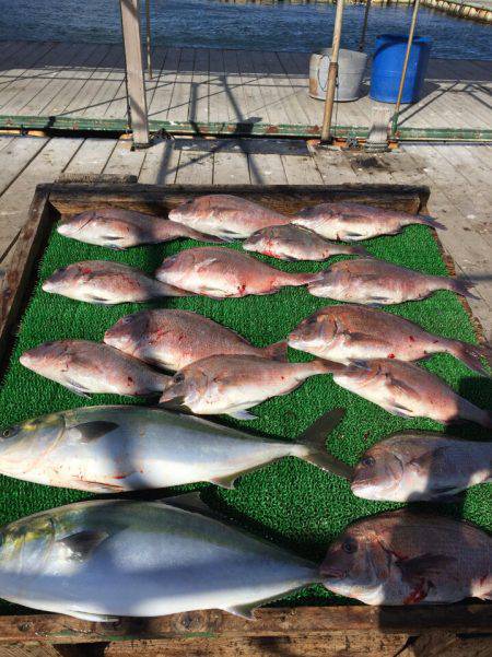 海の釣堀 海恵 釣果