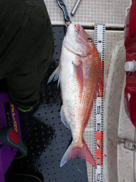 ARCADIAⅡ （アルカディアⅡ） 釣果