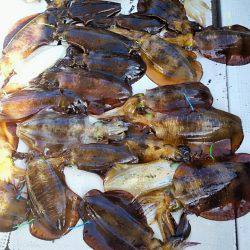 ブルースフィッシングサービス 釣果