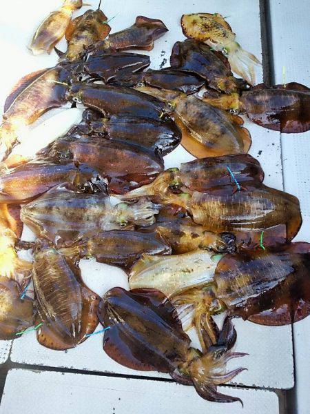 ブルースフィッシングサービス 釣果