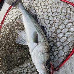 海龍丸(島根) 釣果