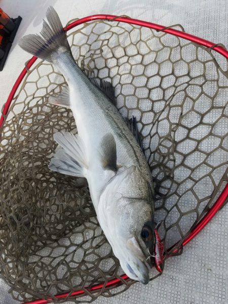 海龍丸（島根） 釣果
