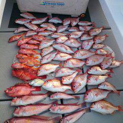 エンペラー 釣果